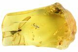 Detailed Fossil Termite (Isoptera) & Fly (Diptera) In Baltic Amber #102744-2